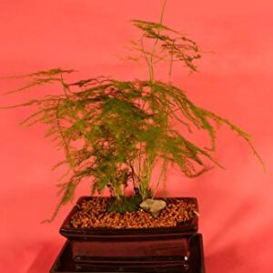 Indoor Bonsai, Asparagus Fern, 6 Years Old, Berries