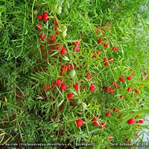 Indoor Bonsai, Asparagus Fern, 6 Years Old, Berries