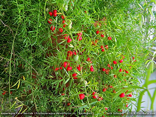 Indoor Bonsai, Asparagus Fern, 6 Years Old, Berries