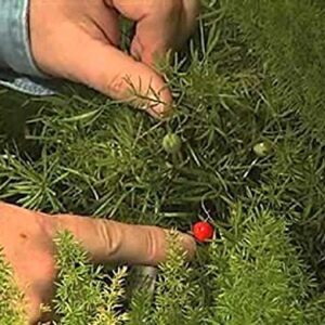 Indoor Bonsai, Asparagus Fern, 6 Years Old, Berries