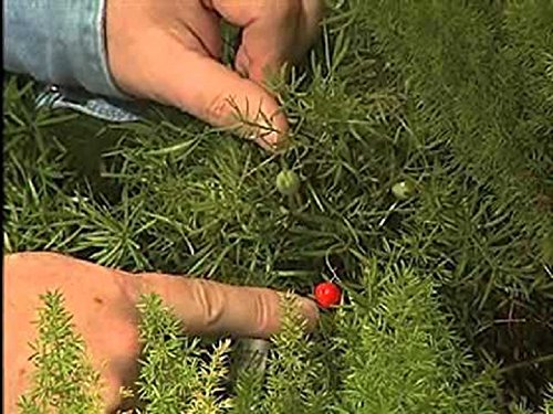 Indoor Bonsai, Asparagus Fern, 6 Years Old, Berries