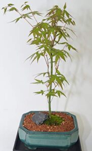 celestial bonsai japanese maple, deciduous tree turn red leaves in fall, no leaves in the winter, 7 years old
