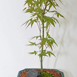 Celestial Bonsai Japanese Maple, deciduous Tree Turn red Leaves in Fall, no Leaves in The Winter, 7 Years Old