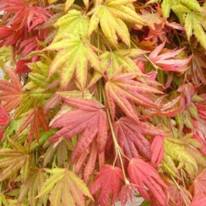 Celestial Bonsai Japanese Maple, deciduous Tree Turn red Leaves in Fall, no Leaves in The Winter, 7 Years Old