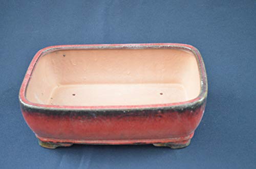 Bonsai Ceramic Pot, 10" Burgundy Color, Rectangle Shape, Glazed with draining Holes.