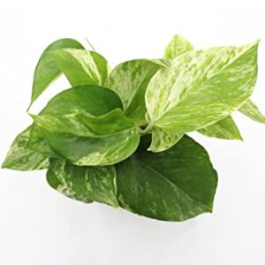 Marble Queen Pothos - 4" from California Tropicals