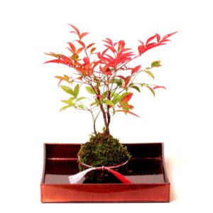 Forart 6 Inch Natural Planter Weave Moss Ball Kokedama Planter Bonsai Plant Flower Pot Garden Decor Flower Holder Pot Garden Plant Potted Hydrating Flowerpot