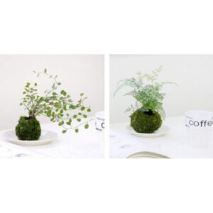 Forart 6 Inch Natural Planter Weave Moss Ball Kokedama Planter Bonsai Plant Flower Pot Garden Decor Flower Holder Pot Garden Plant Potted Hydrating Flowerpot