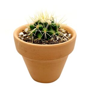 succulents box | unique collection of live cactus plants, golden barrel cactus (2'' + clay pot), hand selected, rare varieties for gift or home decoration