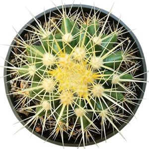 SUCCULENTS BOX | Unique Collection of Live Cactus Plants, Golden Barrel Cactus (2'' + Clay Pot), Hand Selected, Rare Varieties for Gift or Home Decoration