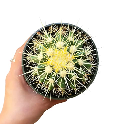 SUCCULENTS BOX | Unique Collection of Live Cactus Plants, Golden Barrel Cactus (2'' + Clay Pot), Hand Selected, Rare Varieties for Gift or Home Decoration