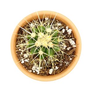 SUCCULENTS BOX | Unique Collection of Live Cactus Plants, Golden Barrel Cactus (2'' + Clay Pot), Hand Selected, Rare Varieties for Gift or Home Decoration