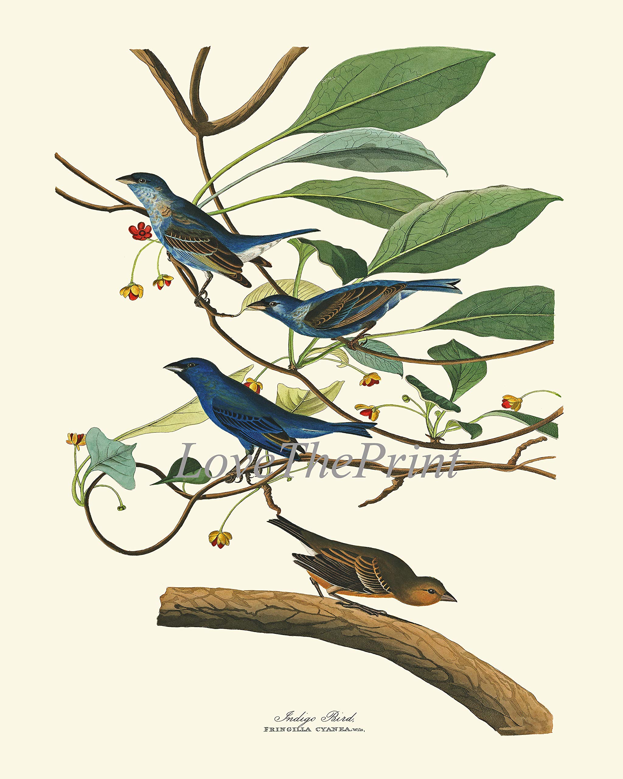 Bird Print Wall Art Set of 4 Prints Beautiful James Audubon Titmouth Fork-tailed Flycatcher Blue Bird Bluebirds Indigo Bird on Pine Tree Blooming Magnolia Flower Home Room Decor Unframed