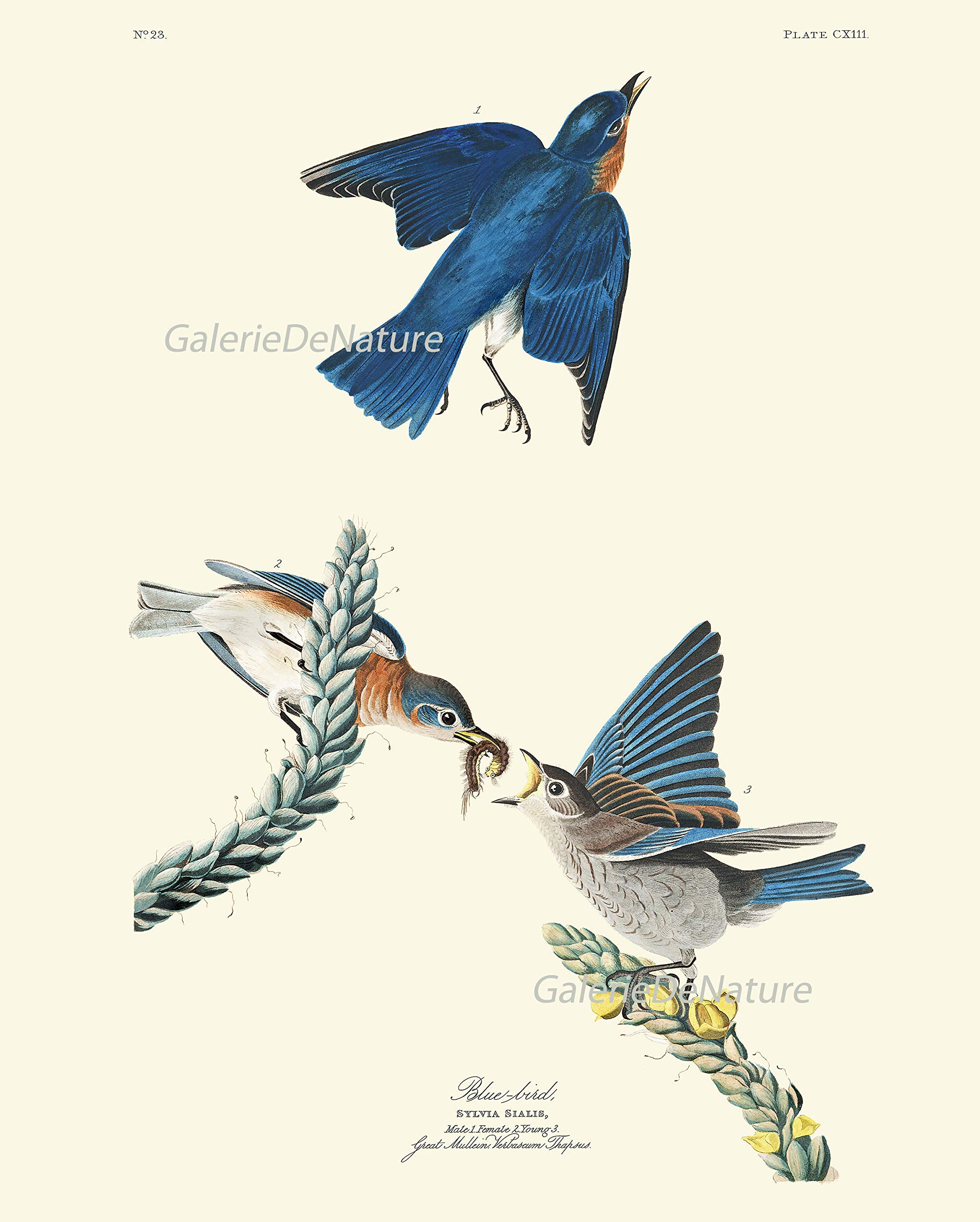 Bird Print Wall Art Set of 4 Prints Beautiful James Audubon Titmouth Fork-tailed Flycatcher Blue Bird Bluebirds Indigo Bird on Pine Tree Blooming Magnolia Flower Home Room Decor Unframed