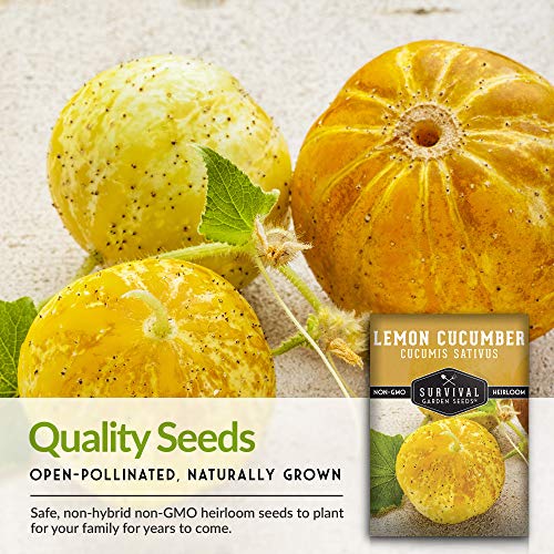 1 Pack Lemon Cucumber Seed for Planting - Packet with Instructions to Grow Little Yellow Cucumbers in Your Home Vegetable Garden - Non-GMO Heirloom Variety - Survival Garden Seeds