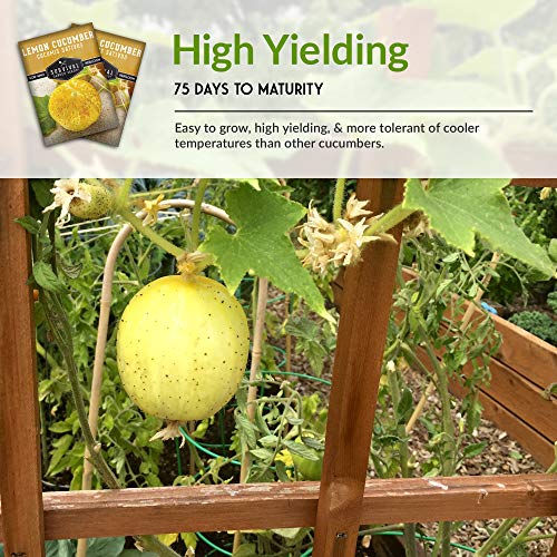 1 Pack Lemon Cucumber Seed for Planting - Packet with Instructions to Grow Little Yellow Cucumbers in Your Home Vegetable Garden - Non-GMO Heirloom Variety - Survival Garden Seeds