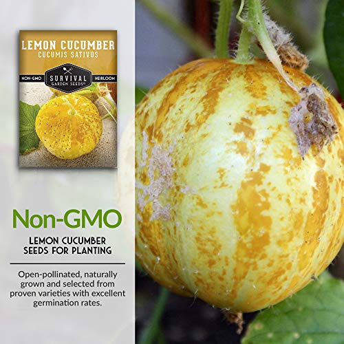 1 Pack Lemon Cucumber Seed for Planting - Packet with Instructions to Grow Little Yellow Cucumbers in Your Home Vegetable Garden - Non-GMO Heirloom Variety - Survival Garden Seeds