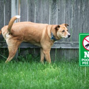 WaaHome Double Side No Poop and Pee Zone Yard Signs with Stakes, 8''X12'' No Pooping Dog Sign
