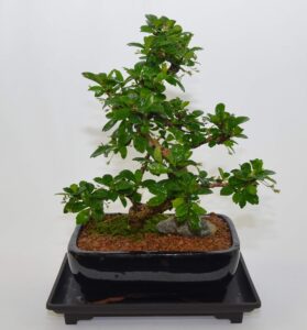 indoor bonsai, fukien tea, flowers constantly, 10 years old, s trunk style. free watering tray.