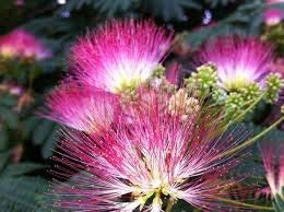 Bonsai Indoor, Powder Puff, 6 Years Old, Pink Flowers, Broom Style