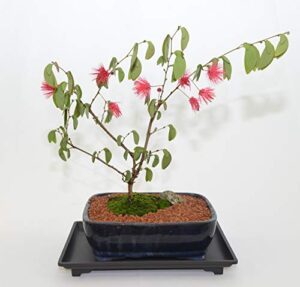 bonsai indoor, powder puff, 6 years old, pink flowers, broom style
