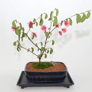 Bonsai Indoor, Powder Puff, 6 Years Old, Pink Flowers, Broom Style