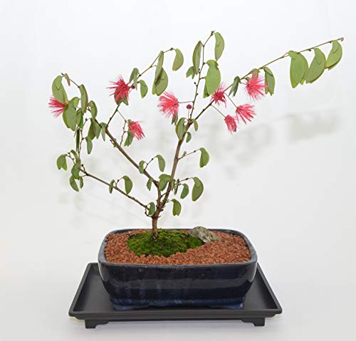 Bonsai Indoor, Powder Puff, 6 Years Old, Pink Flowers, Broom Style