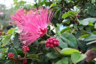 Bonsai Indoor, Powder Puff, 6 Years Old, Pink Flowers, Broom Style