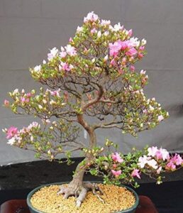 10 japanese cherry blossom bonsai seeds - flowering sakura bonsai seeds