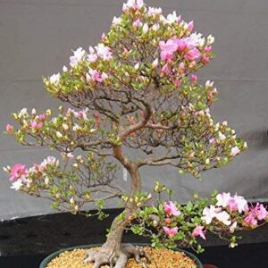 10 Japanese Cherry Blossom Bonsai Seeds - Flowering Sakura Bonsai Seeds