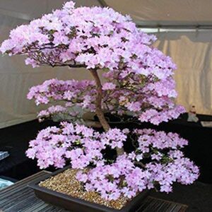 10 Japanese Cherry Blossom Bonsai Seeds - Flowering Sakura Bonsai Seeds