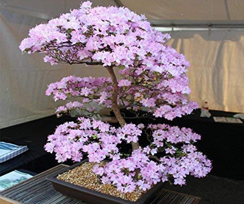 10 Japanese Cherry Blossom Bonsai Seeds - Flowering Sakura Bonsai Seeds