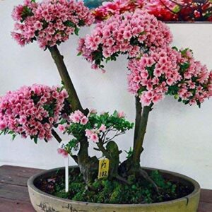 10 Japanese Cherry Blossom Bonsai Seeds - Flowering Sakura Bonsai Seeds