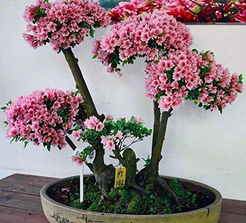 10 Japanese Cherry Blossom Bonsai Seeds - Flowering Sakura Bonsai Seeds