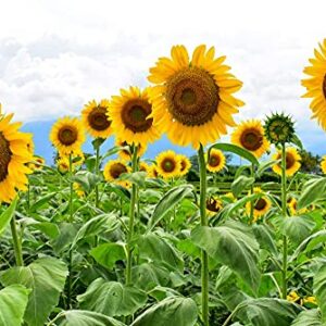 Skyscraper Sunflower Seeds for Planting | 100+ Seeds | Huge 15-20 feet Tall with Giant Sunflowers | Made in USA, Ships from Iowa