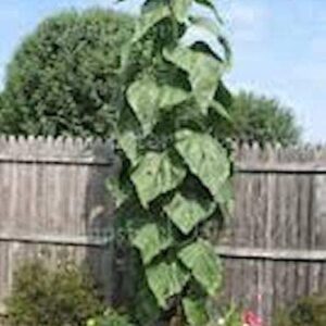 Skyscraper Sunflower Seeds for Planting | 100+ Seeds | Huge 15-20 feet Tall with Giant Sunflowers | Made in USA, Ships from Iowa