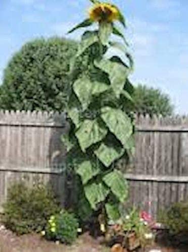 Skyscraper Sunflower Seeds for Planting | 100+ Seeds | Huge 15-20 feet Tall with Giant Sunflowers | Made in USA, Ships from Iowa