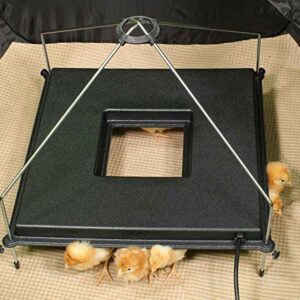 Incubator Warehouse Insta Brooder™ with Vrooder™ Heater Plate