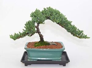 japanese juniper, traditional bonsai, windswept style, 12 years old.