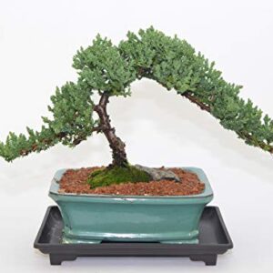 Japanese Juniper, Traditional Bonsai, Windswept Style, 12 Years Old.