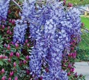 1 live plant blue moon wisteria vine plant 6-10" beautiful garden plant #tnd422