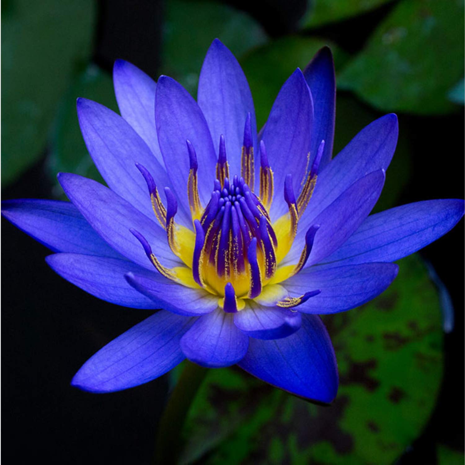 Planterest - Nymphaea King Blue Hardy Water Lily Rhizome Live Aquarium Plant BUY2GET1FREE …