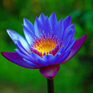 Planterest - Nymphaea King Blue Hardy Water Lily Rhizome Live Aquarium Plant BUY2GET1FREE …