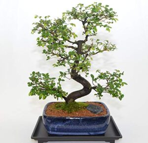 indoor bonsai, 20 years old, s trunk style.