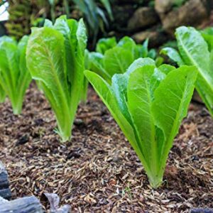 OldLadyRenee: 500+ Lettuce, Romaine-Parris Island Seeds