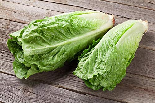 OldLadyRenee: 500+ Lettuce, Romaine-Parris Island Seeds