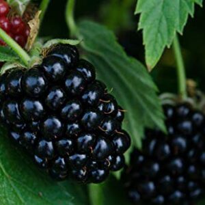 BlackBerry - Chester - THORNLESS - Non-GMO - Good Flavor, Large Berries - 2 Pack - Wrapped in Coco Coir - GreenEase by ENROOT