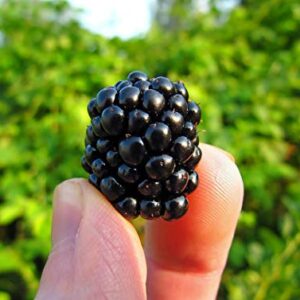 BlackBerry - Chester - THORNLESS - Non-GMO - Good Flavor, Large Berries - 2 Pack - Wrapped in Coco Coir - GreenEase by ENROOT