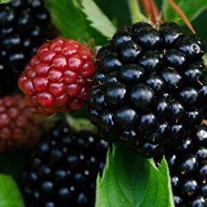 BlackBerry - Chester - THORNLESS - Non-GMO - Good Flavor, Large Berries - 2 Pack - Wrapped in Coco Coir - GreenEase by ENROOT