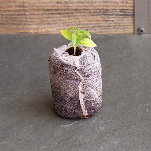 Pure Coconut Coir Netted Seed Starting Pellets - 42mm - Pack of 100 - Sustainable, Renewable, Unamended - Superior to Peat Plugs - High Water Holding - Minimize Root Loss & Transplant Shock